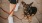 a dog on a leash